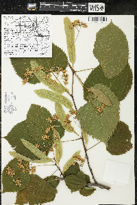 Tilia americana var. americana image