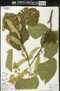 Tilia americana var. americana image