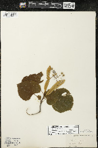 Tilia americana var. americana image