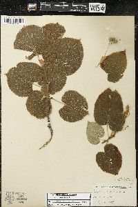 Tilia americana var. americana image