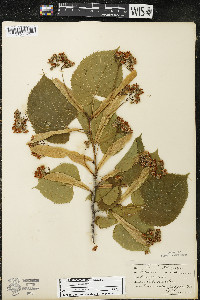 Tilia americana var. americana image