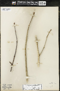 Tilia americana var. americana image