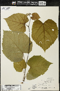 Tilia americana var. americana image