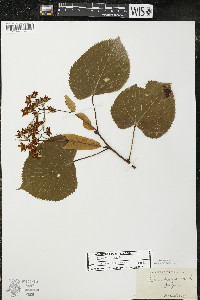 Tilia americana var. americana image