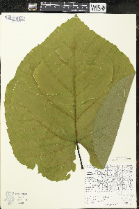 Tilia americana var. americana image