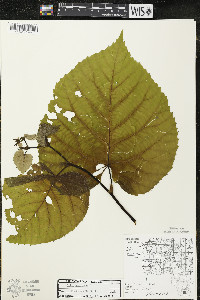 Tilia americana var. americana image