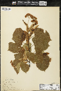 Tilia americana var. americana image