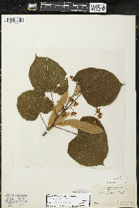 Tilia americana var. americana image