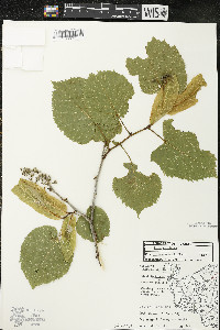 Tilia americana var. americana image