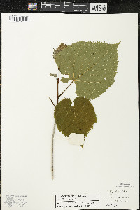 Tilia americana var. americana image