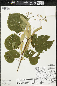 Tilia americana var. americana image