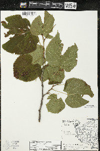 Tilia americana var. americana image