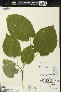Tilia americana var. americana image