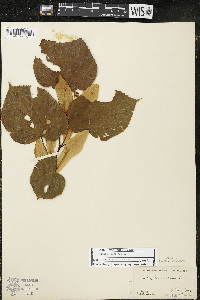 Tilia americana var. americana image