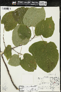 Tilia americana var. americana image