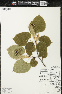 Tilia americana var. americana image