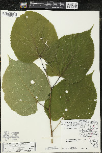 Tilia americana var. americana image