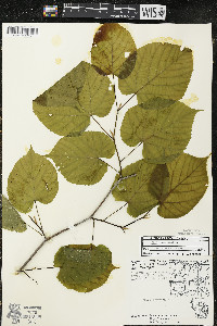 Tilia americana var. americana image