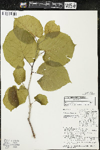 Tilia americana var. americana image