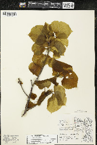 Tilia americana var. americana image