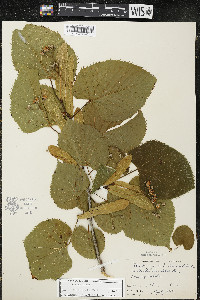 Tilia americana var. americana image