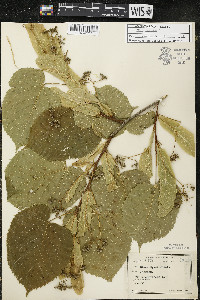 Tilia americana var. americana image