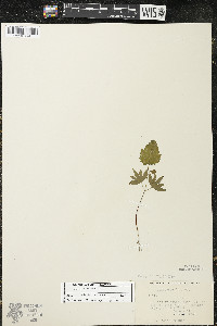 Tilia americana var. americana image