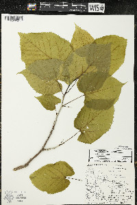 Tilia americana var. americana image