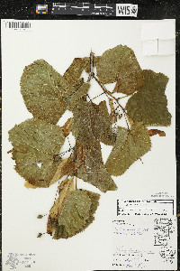 Tilia americana var. americana image