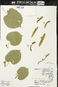 Tilia americana var. americana image