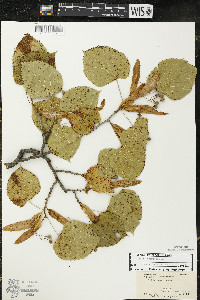 Tilia americana var. americana image