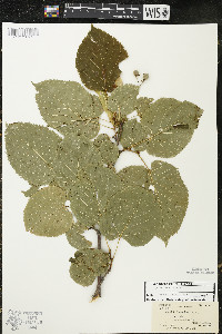 Tilia americana var. americana image