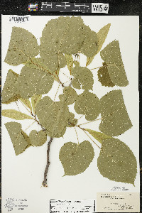 Tilia americana var. americana image