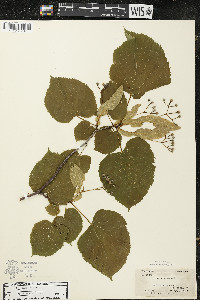 Tilia americana var. americana image