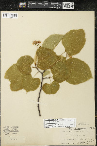 Tilia americana var. americana image