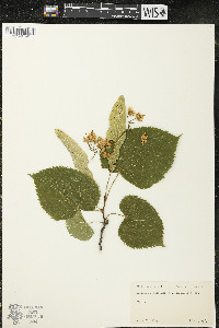 Tilia americana var. americana image