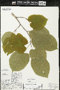 Tilia americana var. americana image