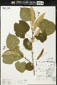 Tilia americana var. americana image
