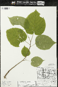 Tilia americana var. americana image