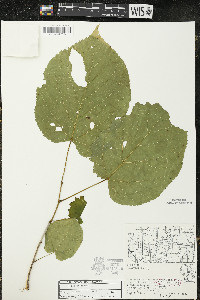 Tilia americana var. americana image