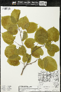 Tilia americana var. americana image