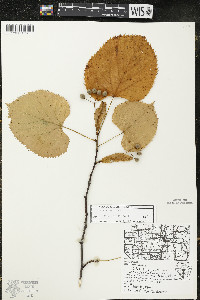 Tilia americana var. americana image