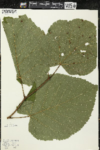 Tilia americana var. americana image