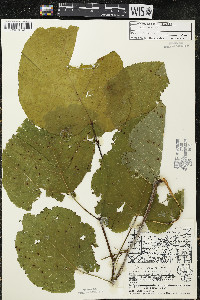 Tilia americana var. americana image