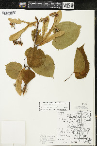 Tilia americana var. americana image