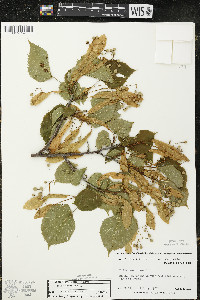 Tilia americana var. americana image
