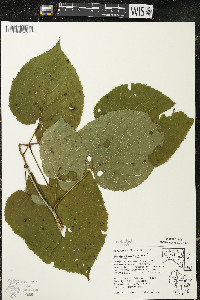 Tilia americana var. americana image