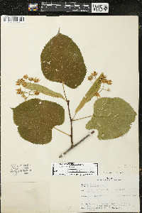 Tilia americana var. americana image