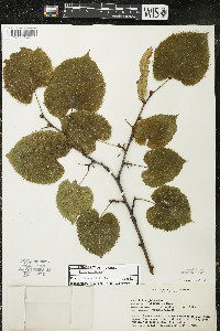 Tilia americana var. americana image