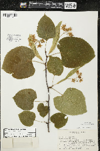 Tilia americana var. americana image